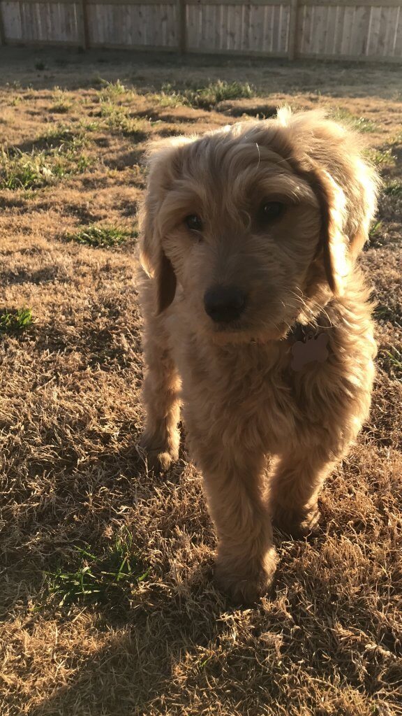 Penny the goldendoogle